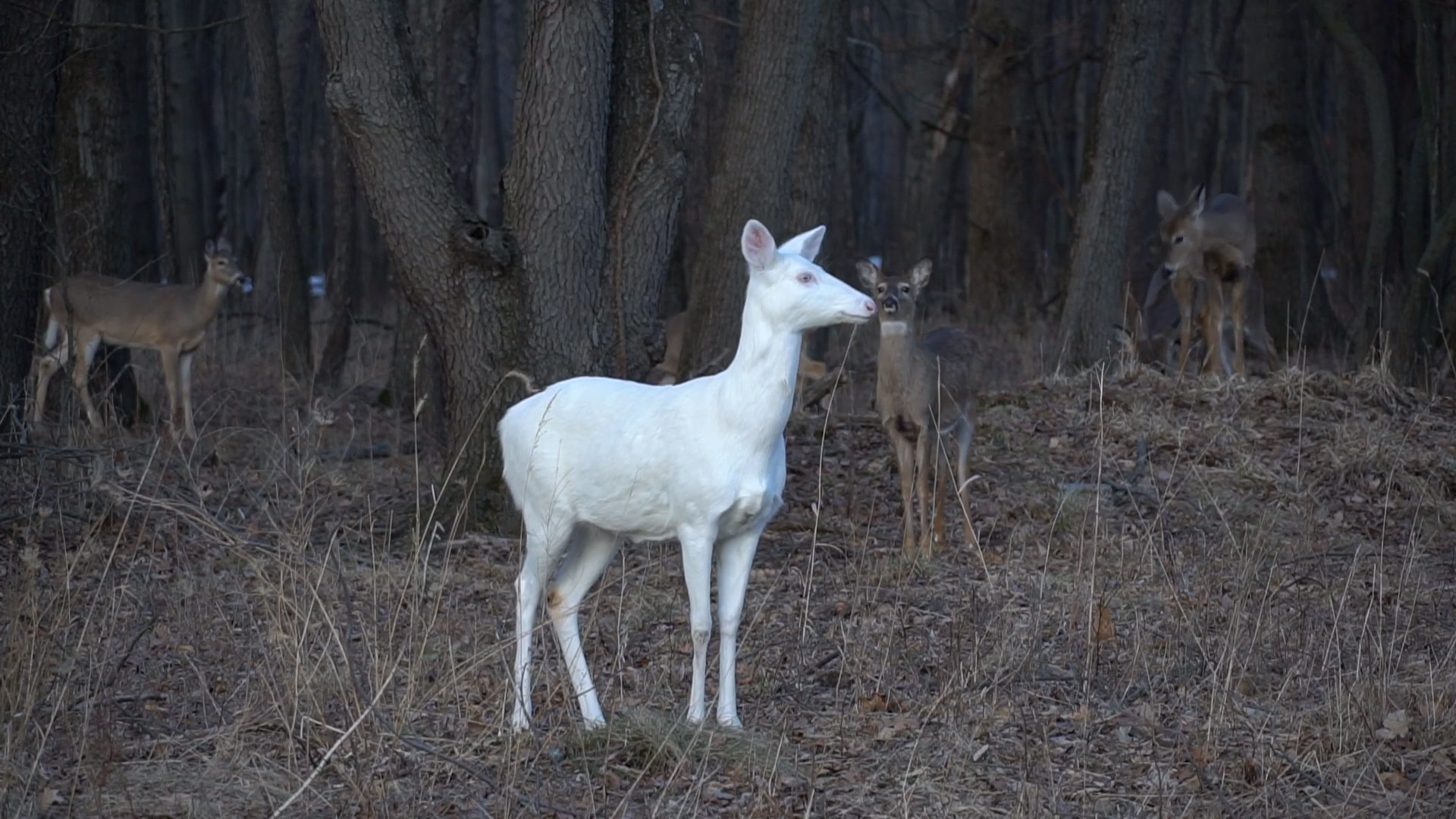 Rare Albino Deer At Kent Lake Milford Michigan - Eternal Angler