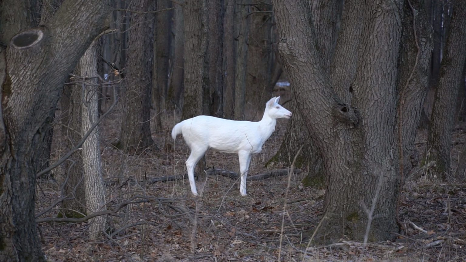 Rare Albino Deer at Kent Lake Milford Michigan - Eternal Angler